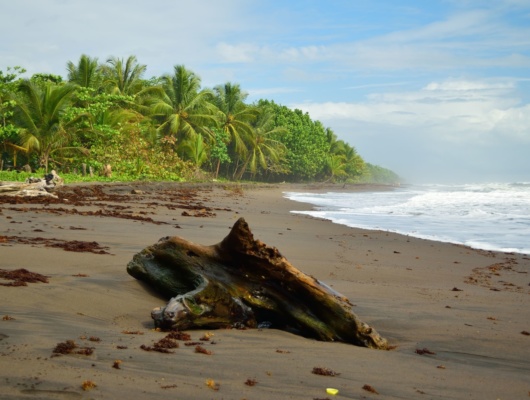 plage-caraibes-tortuguero