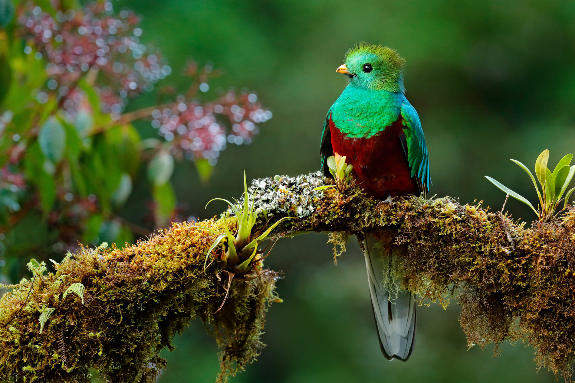 Oiseau du Costa-Rica