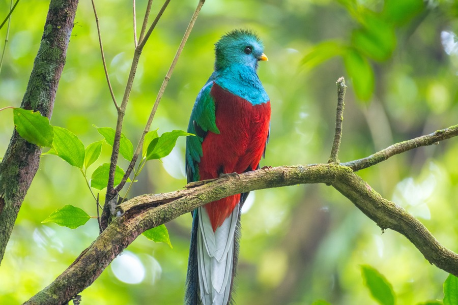 quetzal-costa-rica